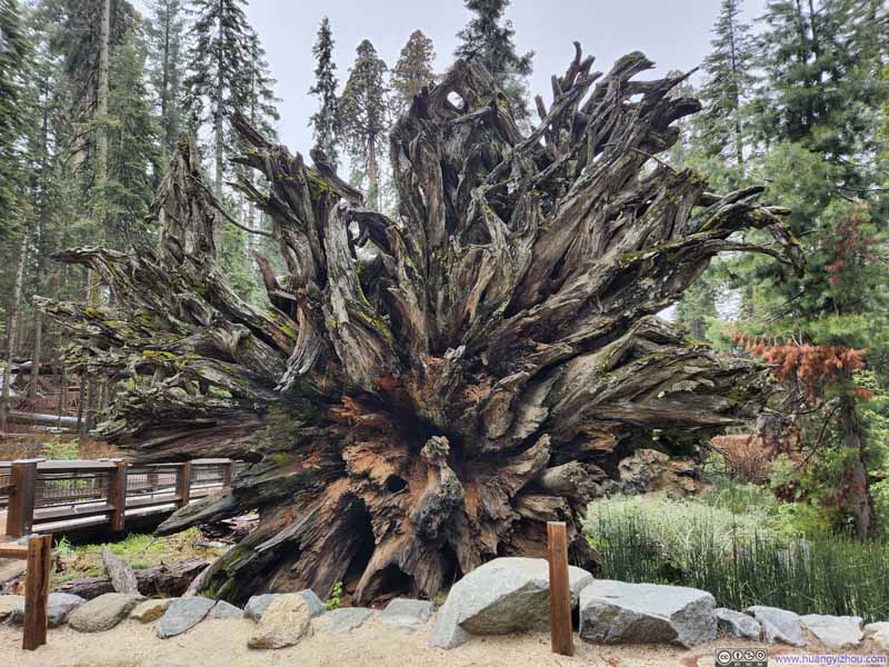 Roots of Fallen Monarch Tree