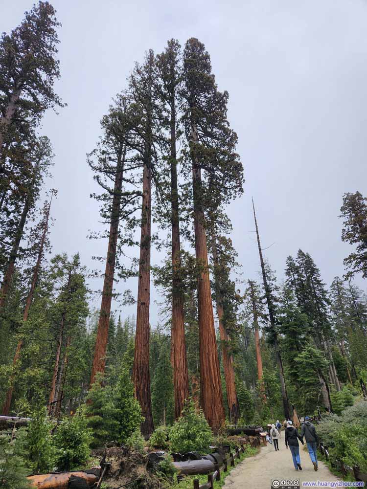 Sequoias