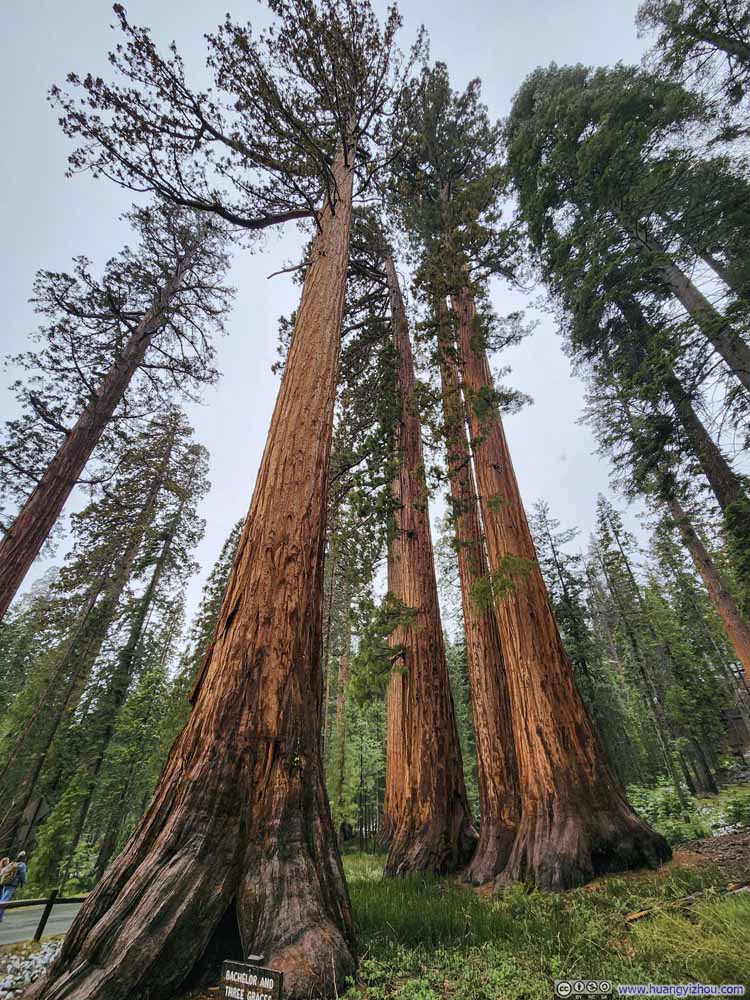 Bachelor and Three Graces Trees