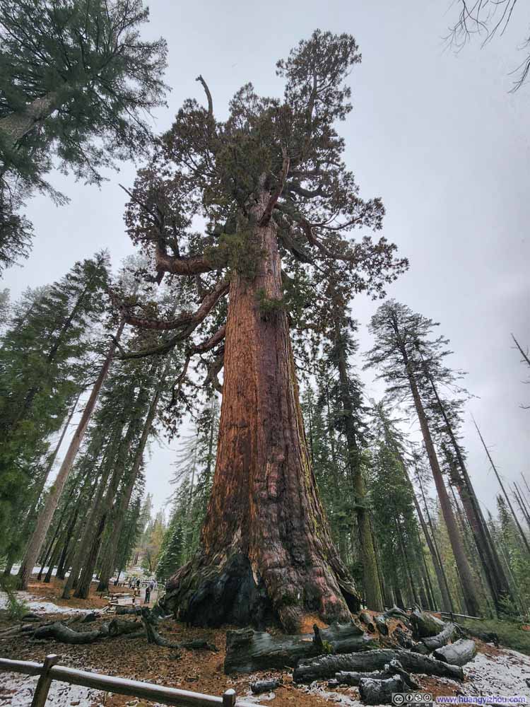 Grizzly Giant Tree