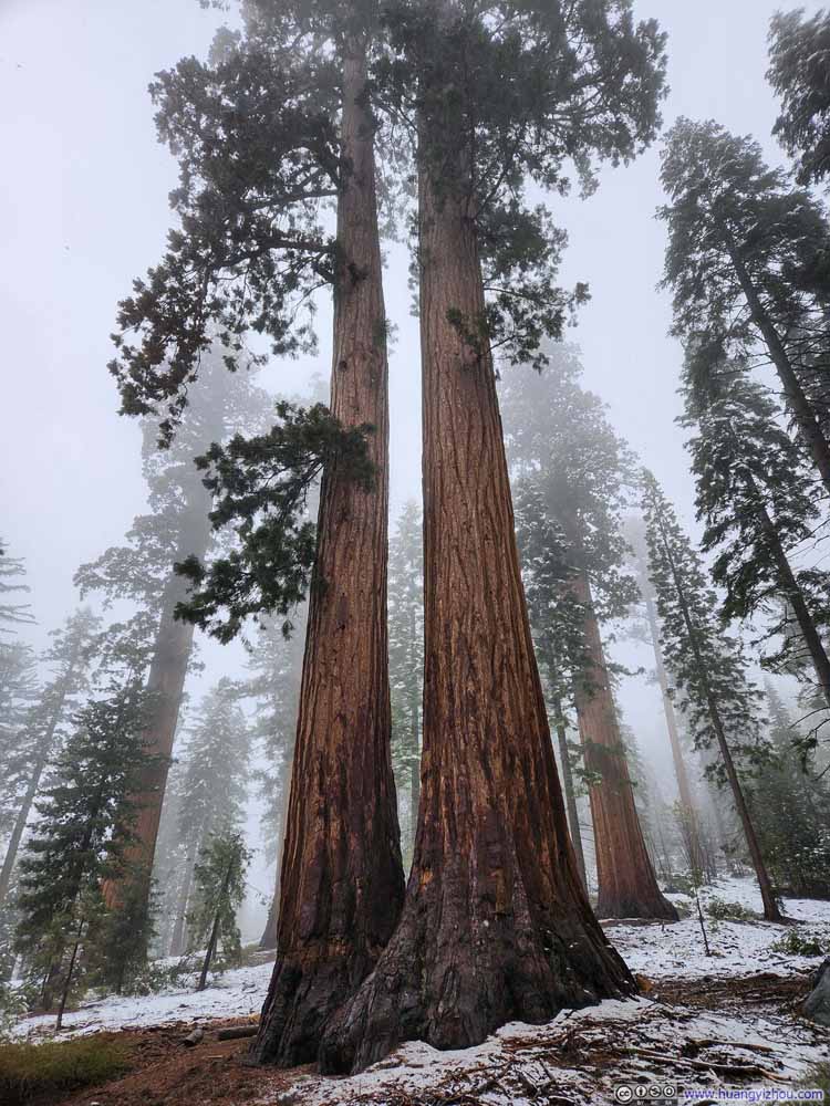 Sequoias along Trail