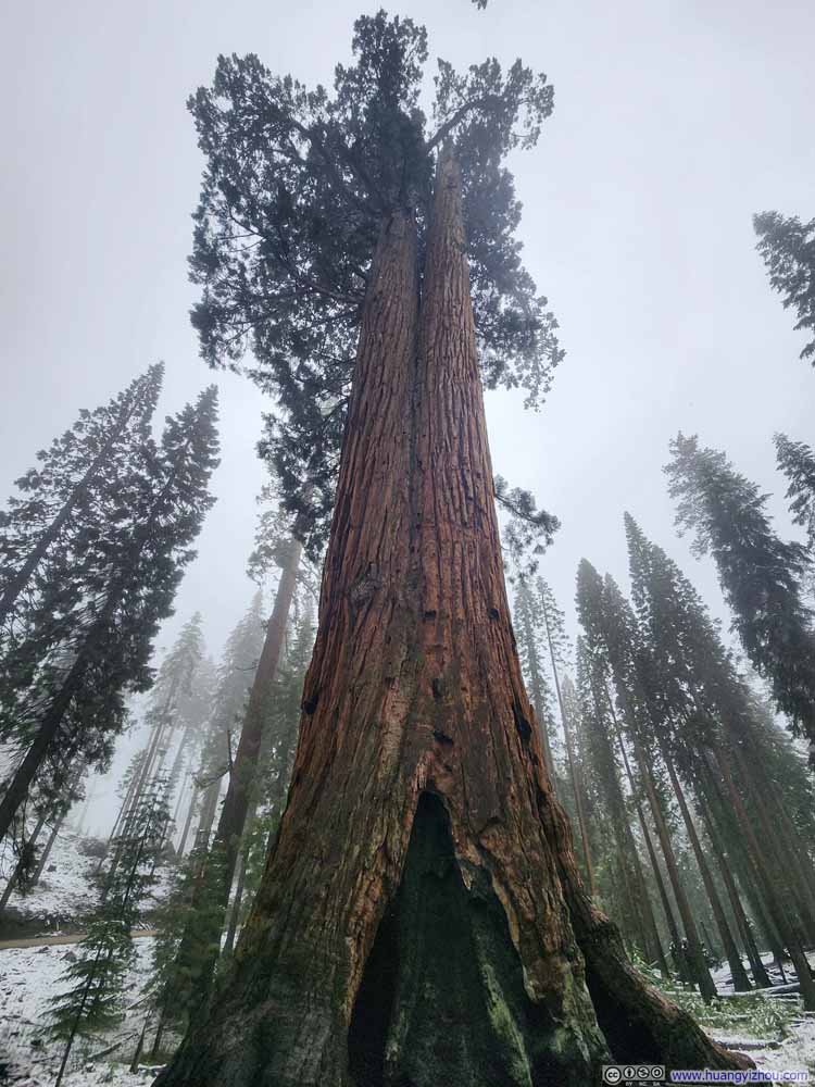 Faithful Couple Tree