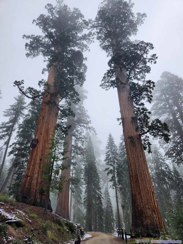 Sequoias along Trail