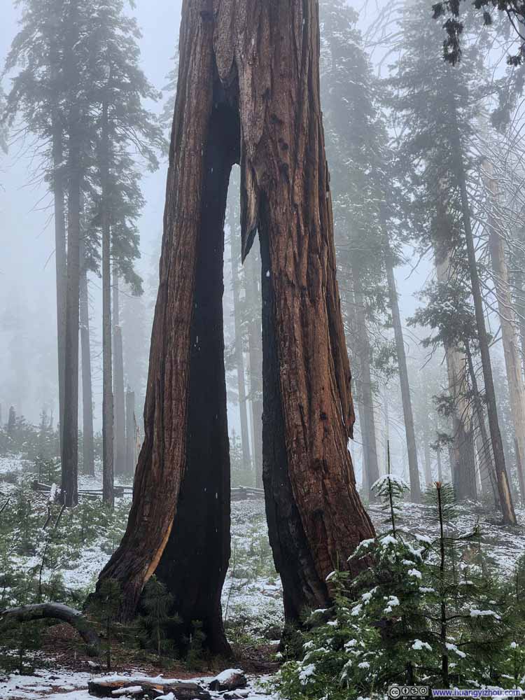 Clothespin Tree