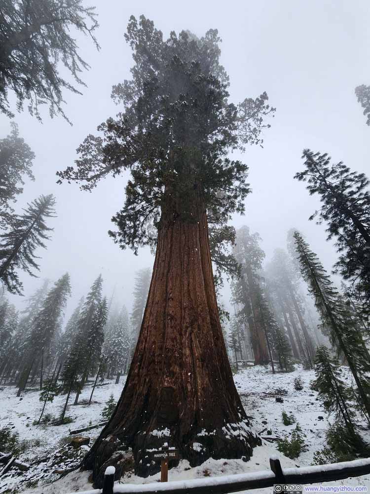 Mariposa Tree
