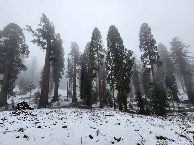 Sequoias along Trail