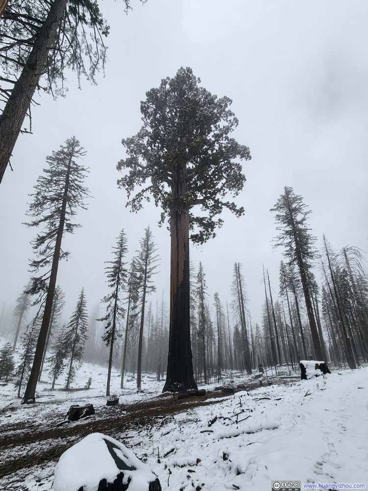 Galen Clark Tree