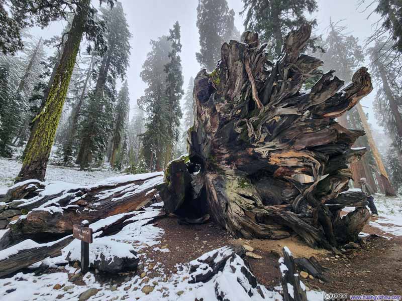 Fallen Wawona Tunnel Tree