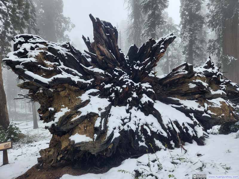 Root System of Fallen Sequoia