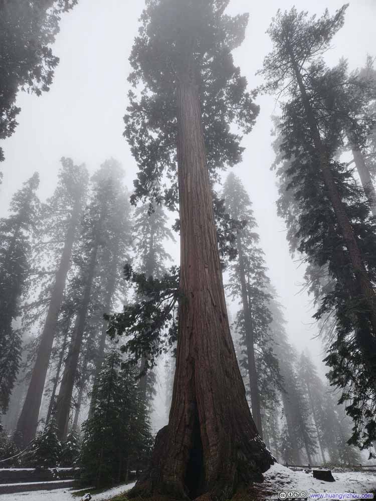 Columbia Tree