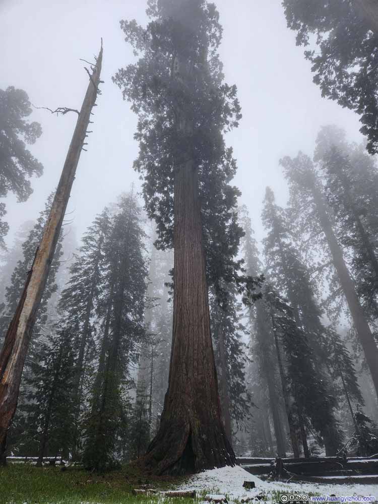 Unnamed Giant Sequoia