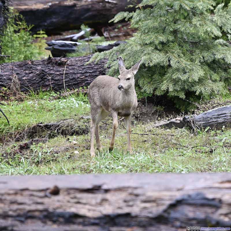 Deer