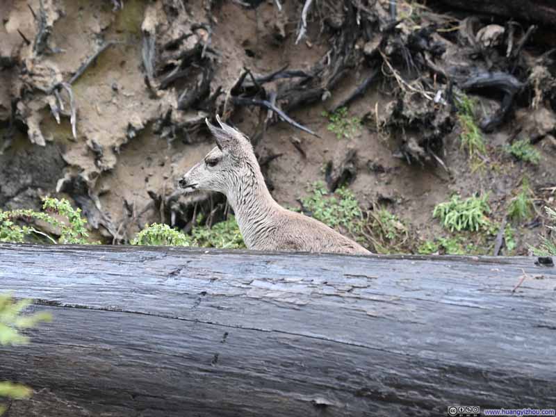 Deer