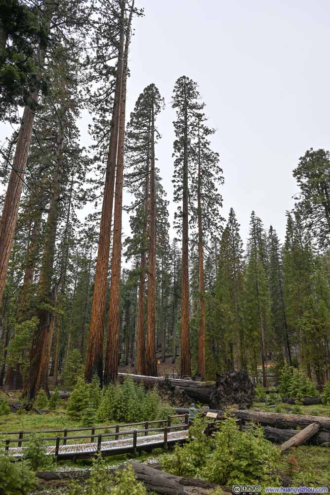 Sequoias along Trail