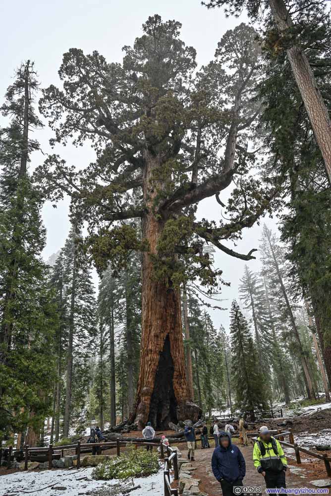 Grizzly Giant Tree
