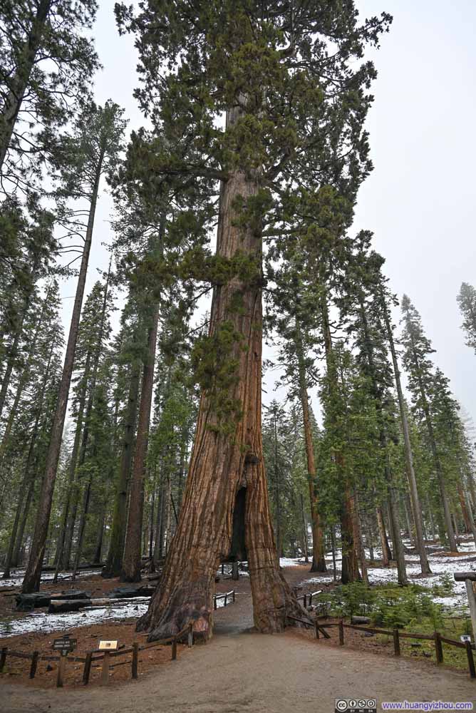 California Tunnel Tree