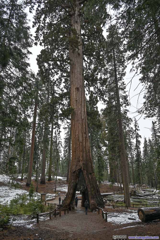 California Tunnel Tree