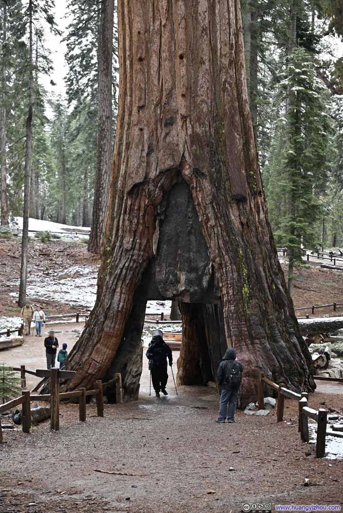 People Crossing under California Tunnel Tree