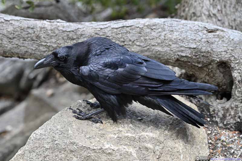 Raven