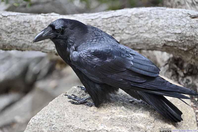 Raven