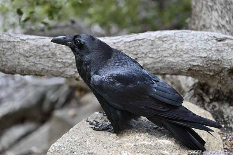 Raven