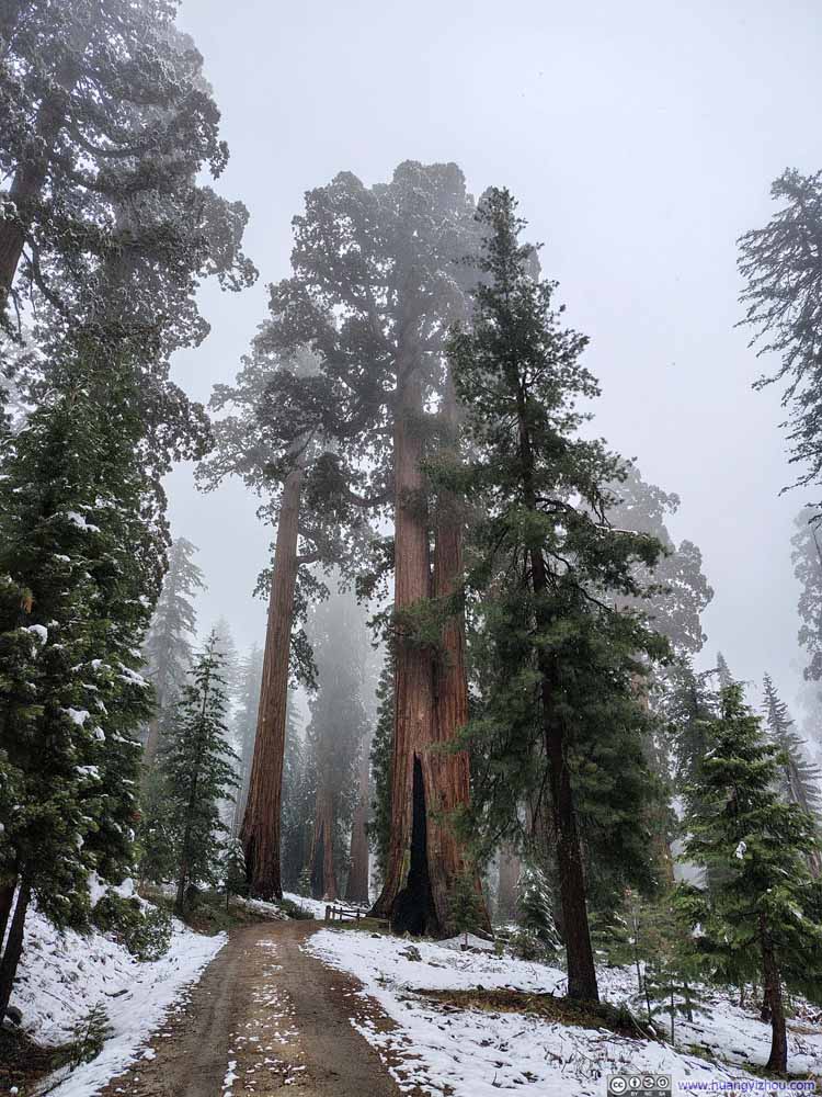 Sequoias along Trail