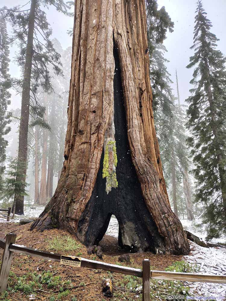 Unnamed Tunnel Tree