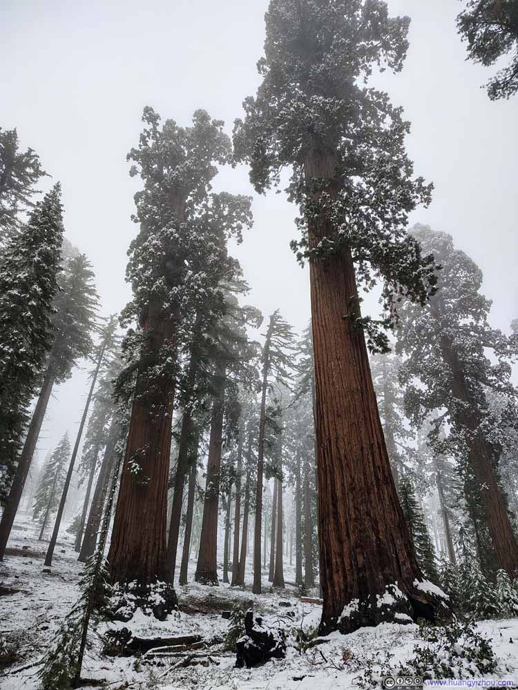 Sequoias