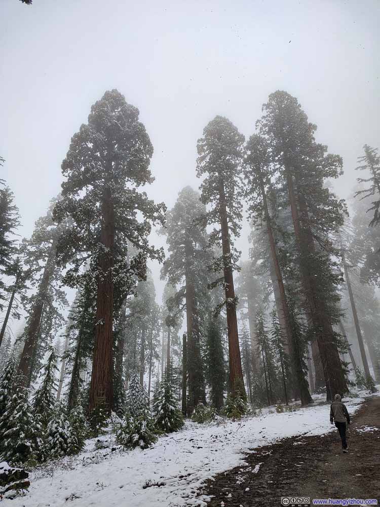 Sequoias