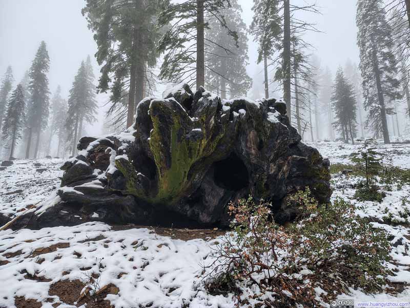 Root System of Fallen Tree