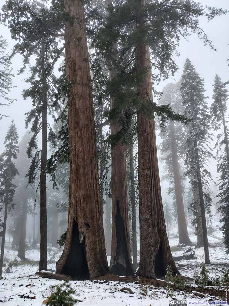 Sequoias with Basal Hollows