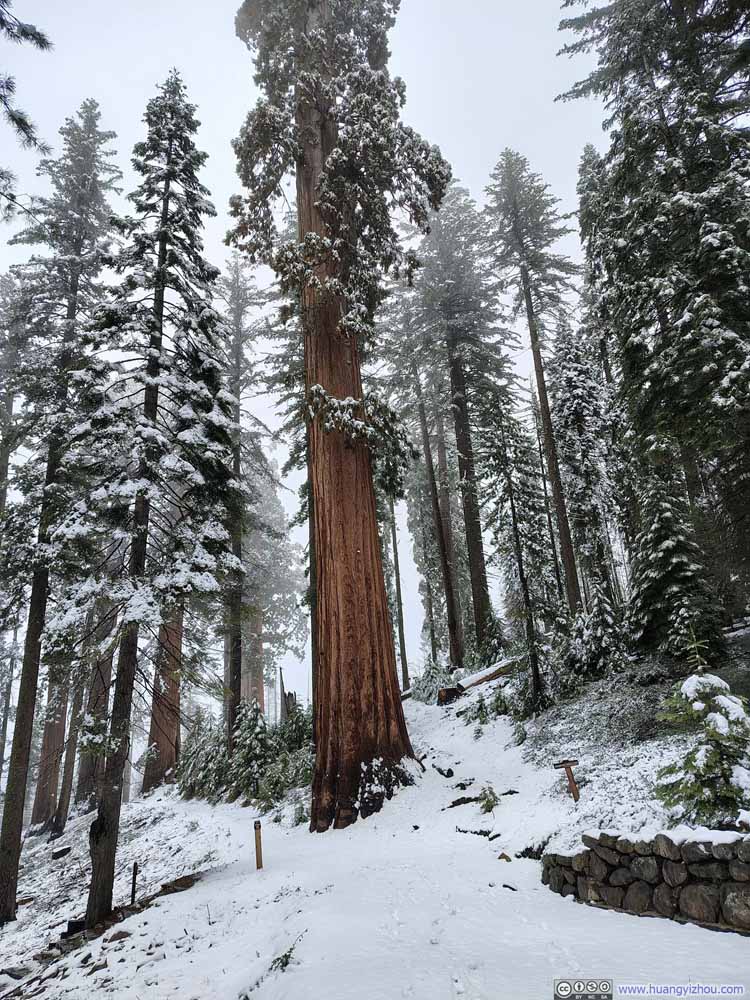 Sequoias along Trail