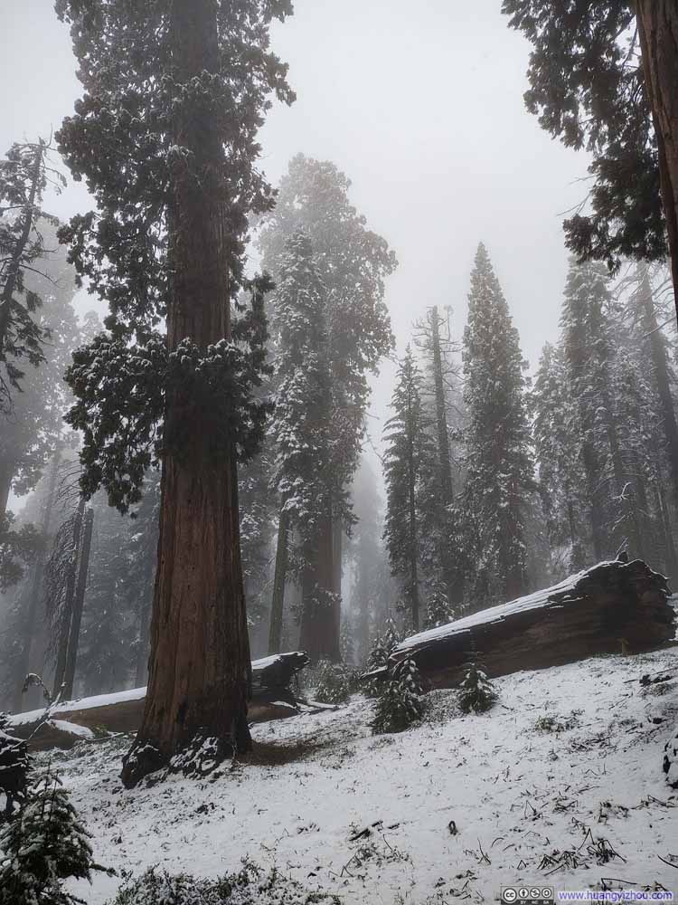 Sequoias