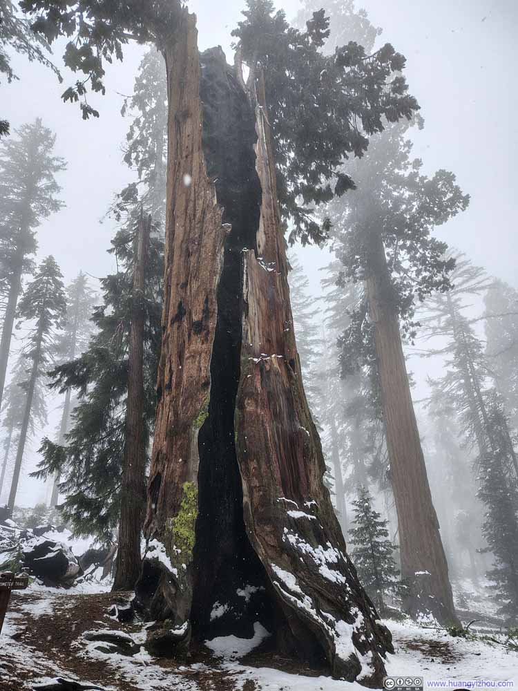 Telescope Tree