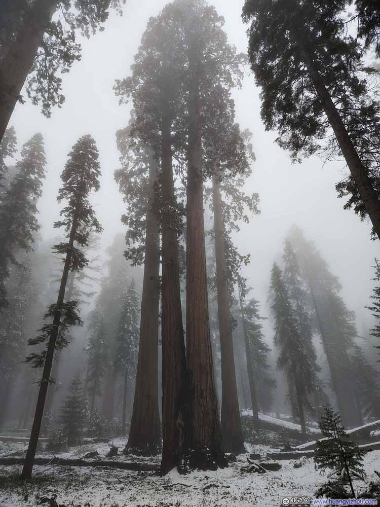 Sequoias