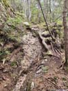 Wet Trail on Rocks