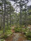 Trail