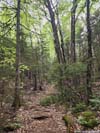 Trail