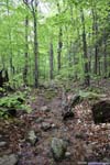 Wet Trail