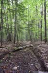 Trail