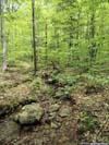 Small Creek Crossing Trail
