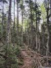 Trail