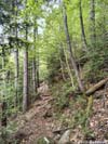 Narrow Trail