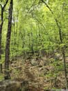 Trail
