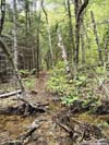 Small Creek Crossing Trail