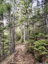 Trail
