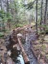 Muddy Trail
