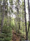 Trail