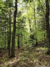 Trail