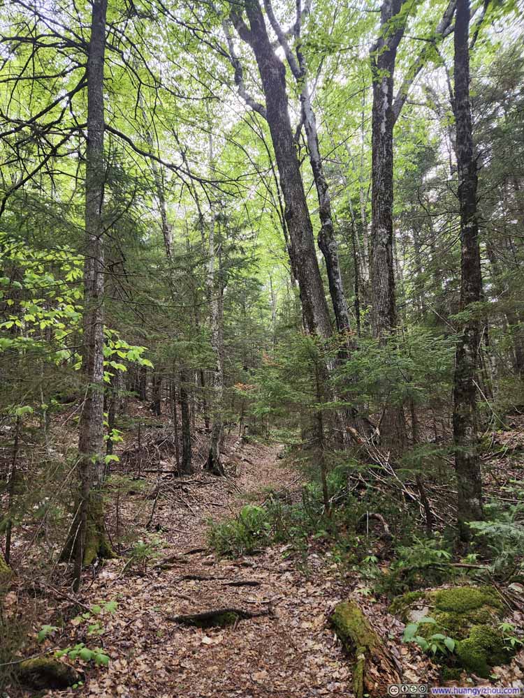 Trail